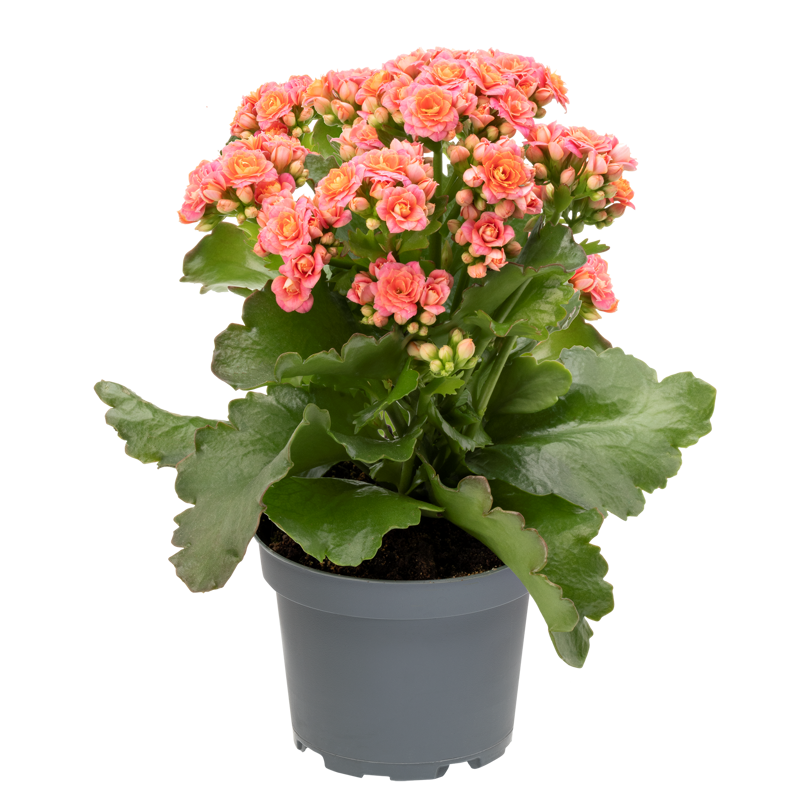 Bild på Kalanchoe Calandiva D10 X 12 Penelope
