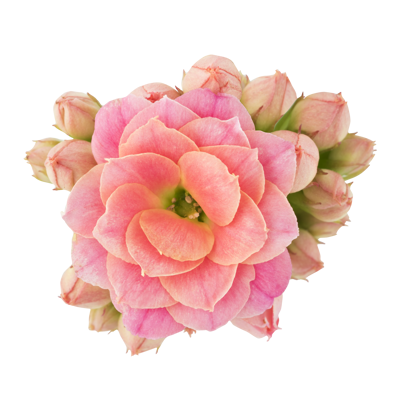 Bild på Kalanchoe Calandiva D10 X 12 Penelope