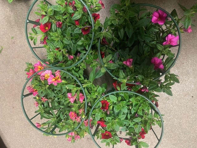 Bild på Petunia Million Bells D12 X 8 Gustafslund