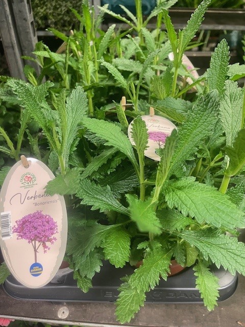 Bild på Verbena Bonariensis D13 X 8 Gustafslund