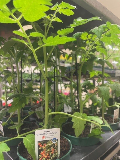 Bild på Tomat D12 X 6 Gardeners Delight Arvidssons