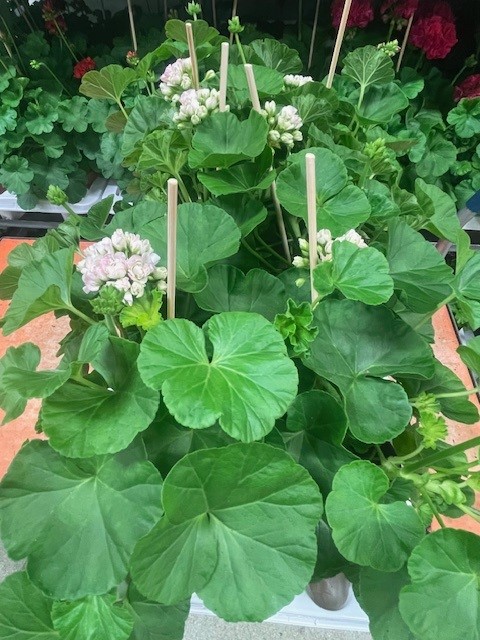 Bild på Pelargon Appelblossom D13 X 6 Skalleberg