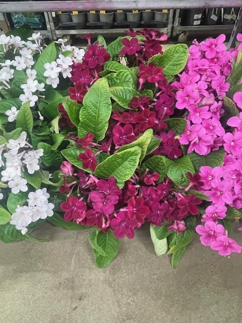 Bild på Streptocarpus/Kornettblomma D12 X 8 Barkarö
