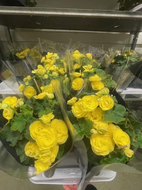 Bild på Begonia D12 X 6 Skalleberg Nyhet!