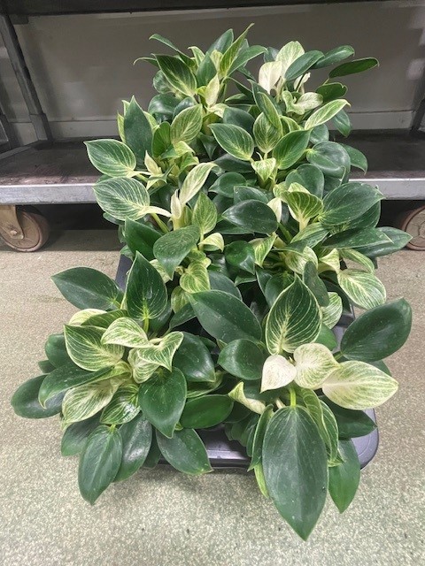 Bild på Philodendron Hybrid D12 X 8 Barkarö