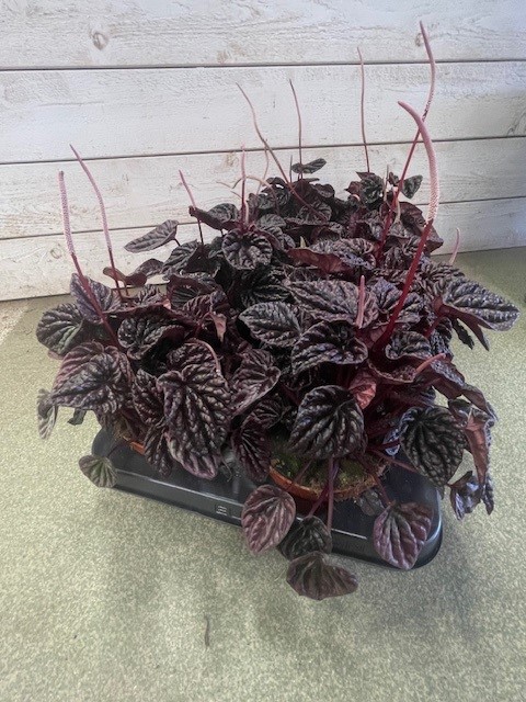 Bild på Peperomia Red Luna D12 X 8 Barkarö