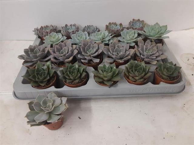 Bild på Echeveria D6 X 20 Mini