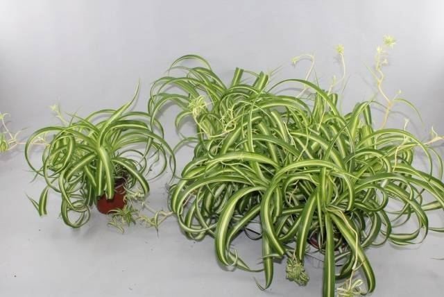 Bild på Chlorophytum D12 X 8 Bonnie Krullig