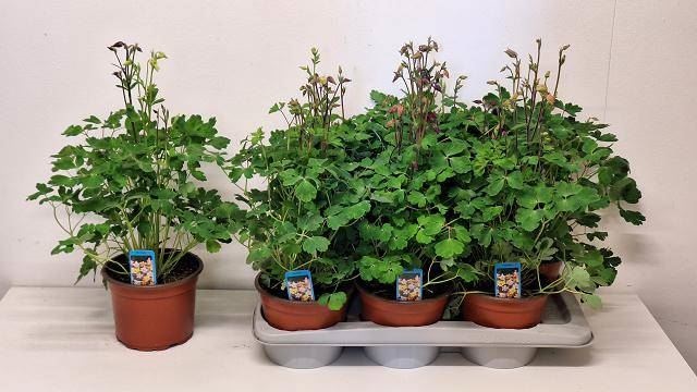 Bild på Aquilegia D17 X 6 Biedermeier