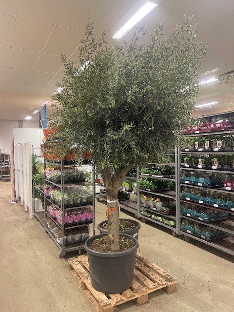 Bild på Olivträd på stam D70 X 1 XXL