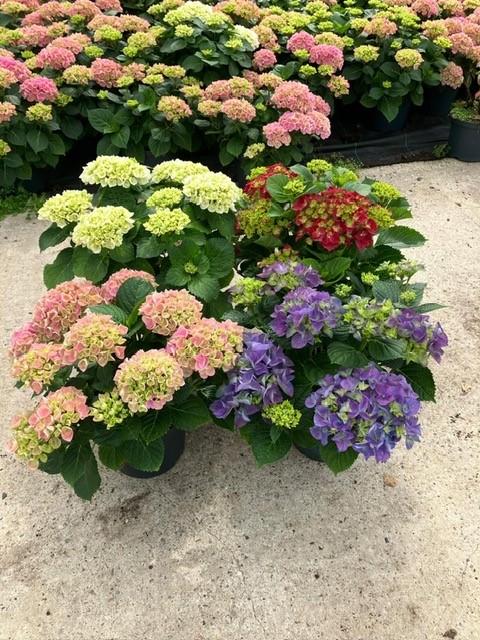 Bild på Hortensia Busk D23 X 5