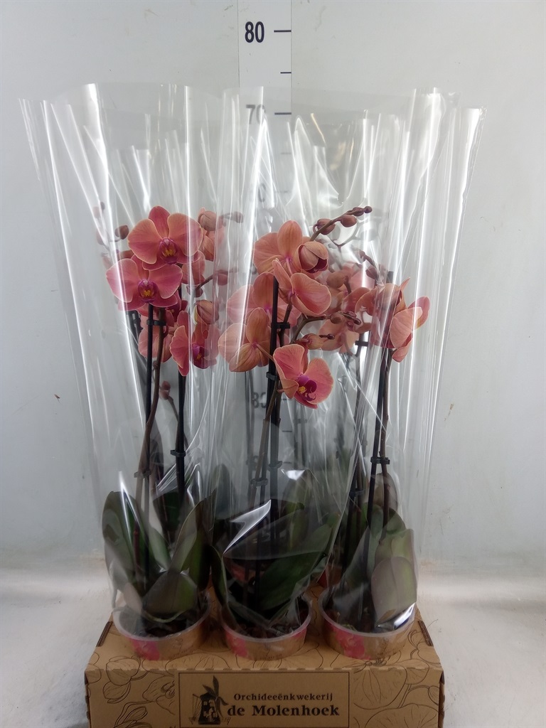 Bild på Phalaenopsis 2Gr D12 X 6 Narbonne