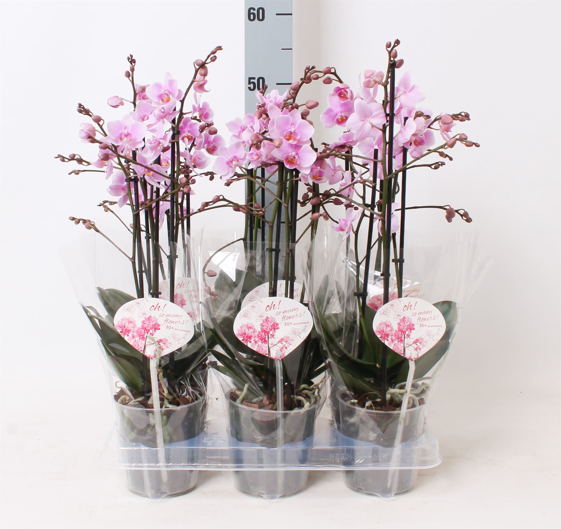Bild på Phalaenopsis 3Gr D12 X 6 Rosanne Multi