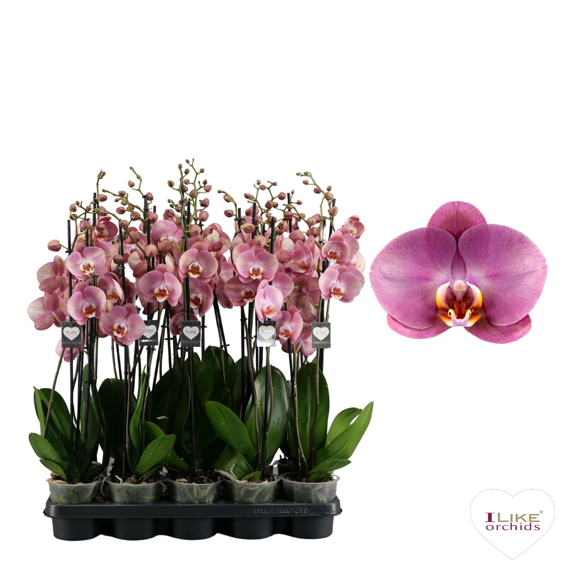 Bild på Phalaenopsis 3Gr D12 X 5 Honey Peach