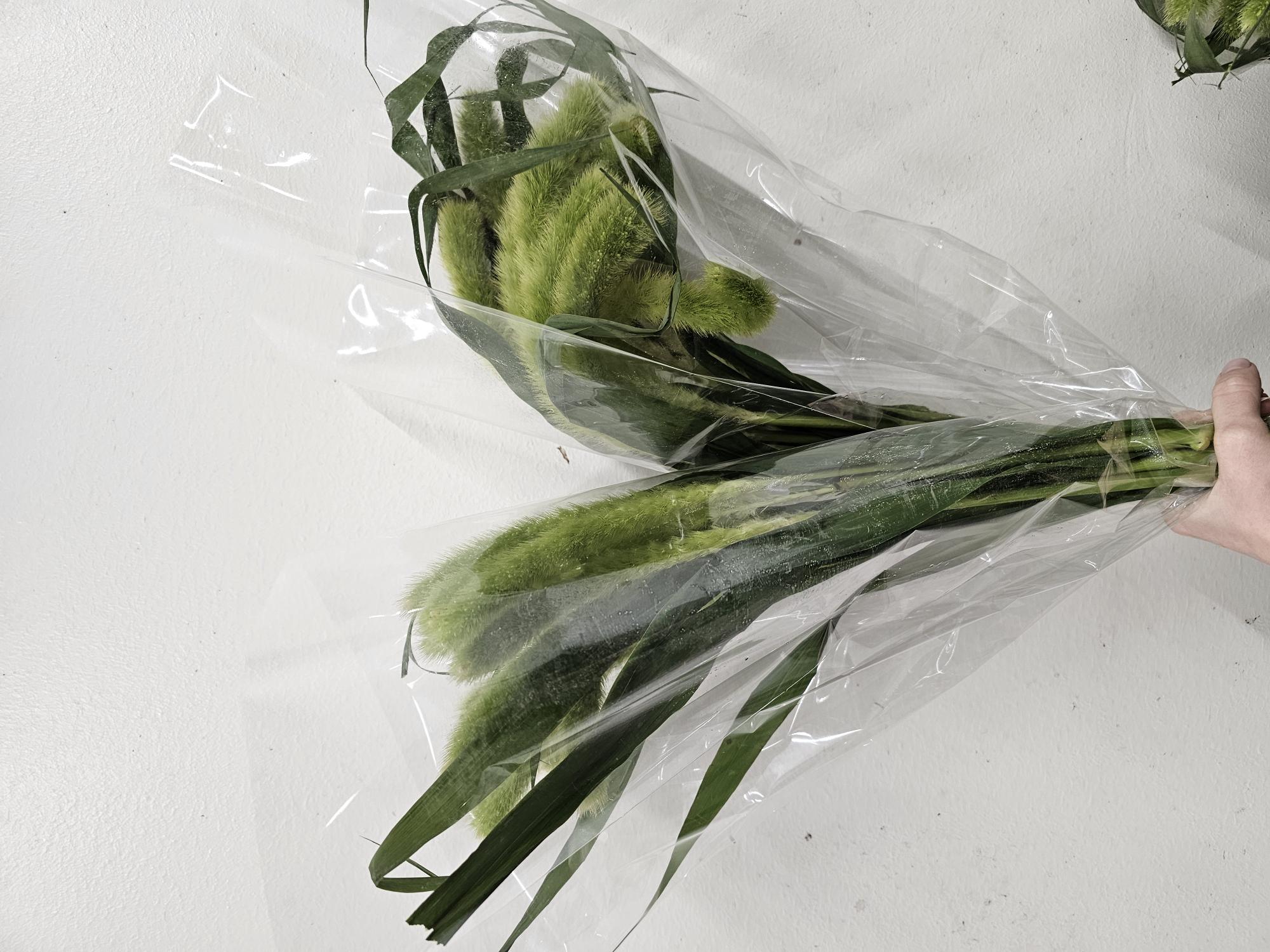 Bild på Pennisetum setaceum