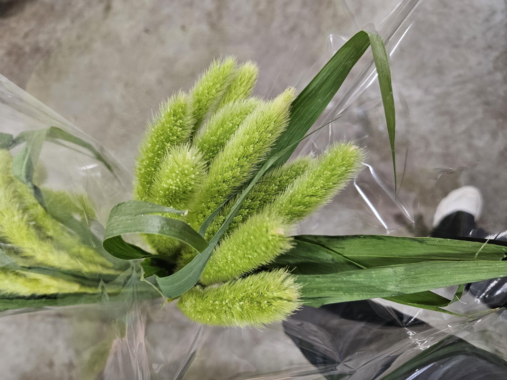 Bild på Pennisetum setaceum