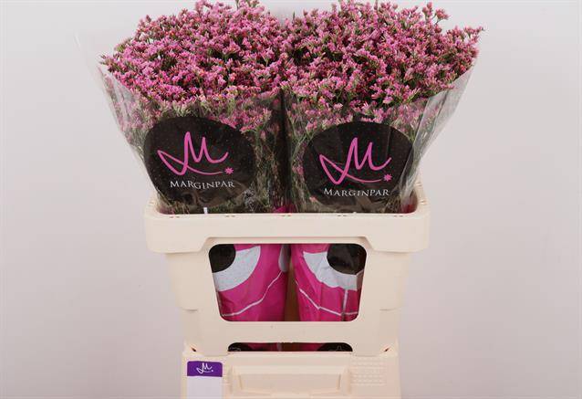 Bild på Limonium China Lovely