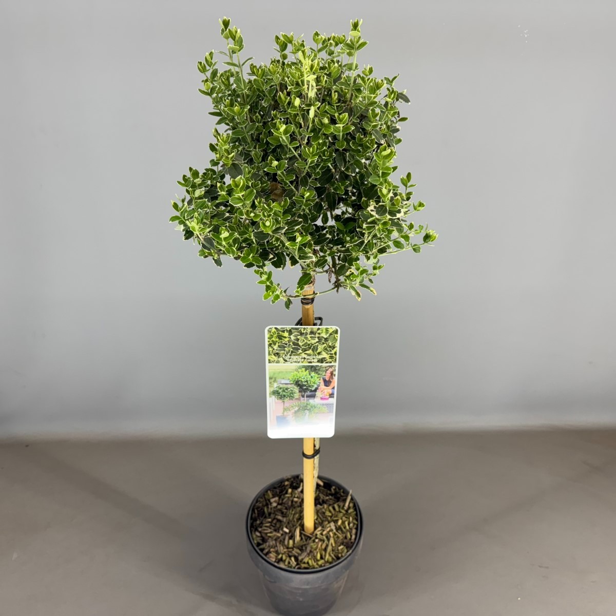 Bild på Benved På Stam D19 X 3 Euonymus Emerald Gaiety