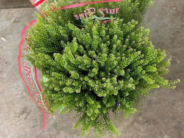Bild på Thlaspi Green Dragon