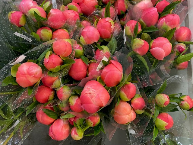 Bild på Pioner 3-Pack *15 IT