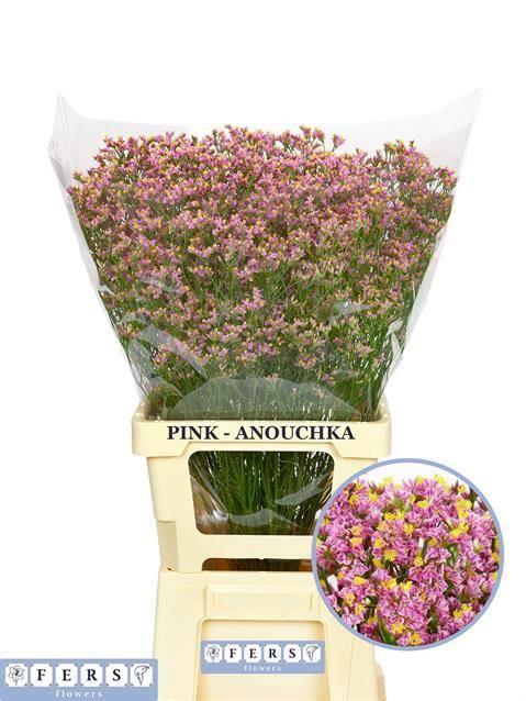 Bild på Limonium Anouchka Diamond