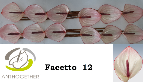 Bild på Anthurium Facetto *12