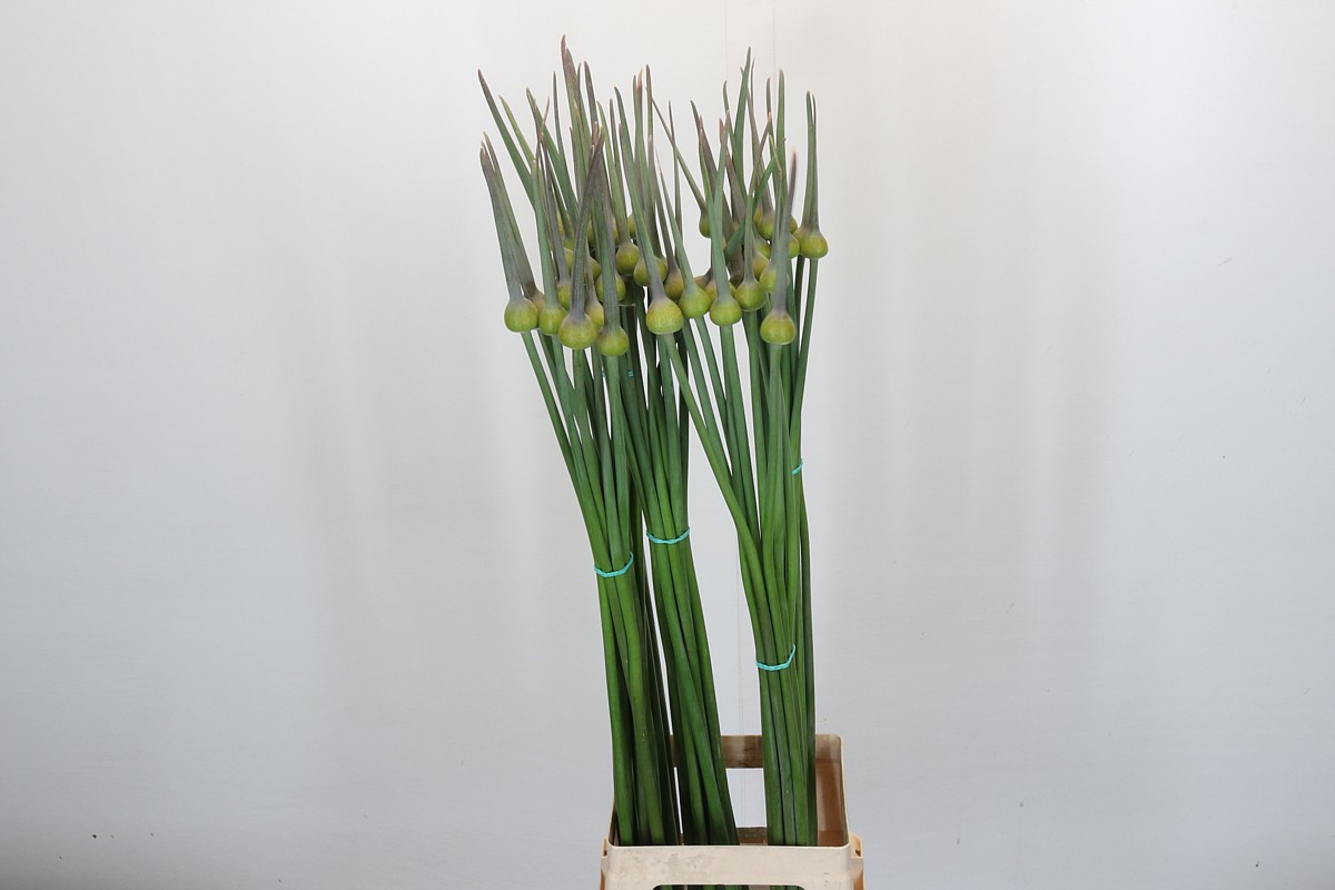 Bild på Allium Cepa Judith