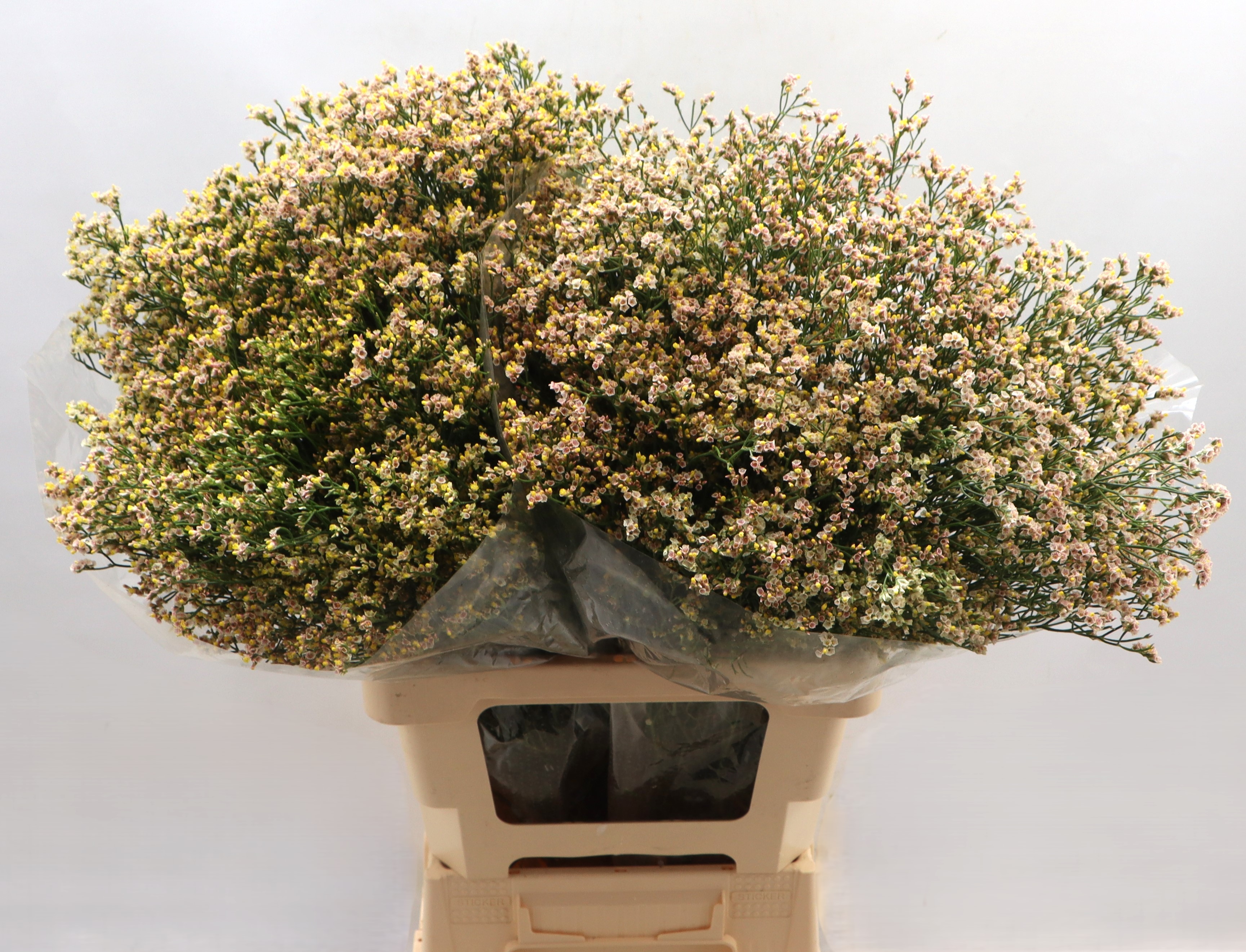 Bild på Limonium Sensy Nectarine