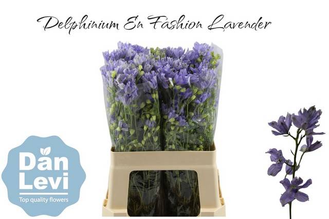 Bild på Delphinium si Fashion Lavender