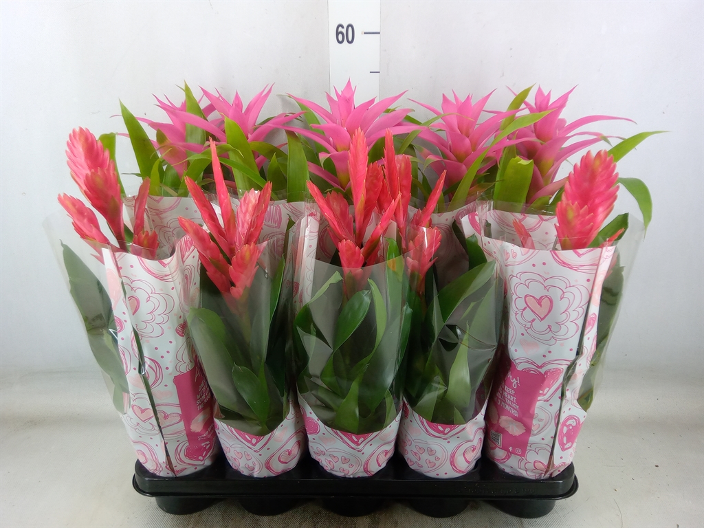 Bild på Krukväxter Bromelia Love mix *10