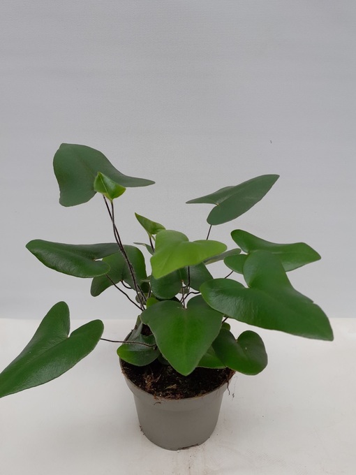 Bild på Krukväxter Hemionitis arifolia *10