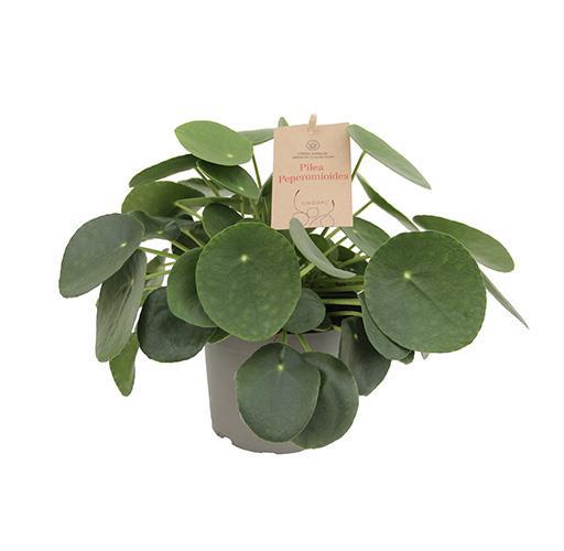 Bild på Krukväxter Pilea Peperomiodes *6