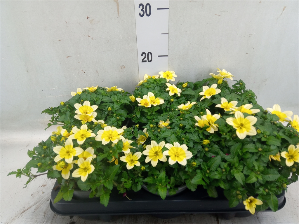 Bild på Krukväxter Bidens Yellow Splash *6