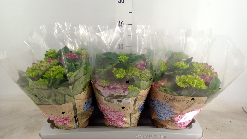 Bild på Krukväxter Hortensia mac. Ningbo 6+ *6