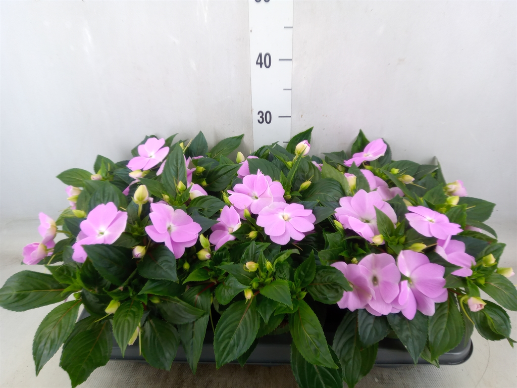 Bild på Krukväxter Impatiens Tamarinda Violet *6