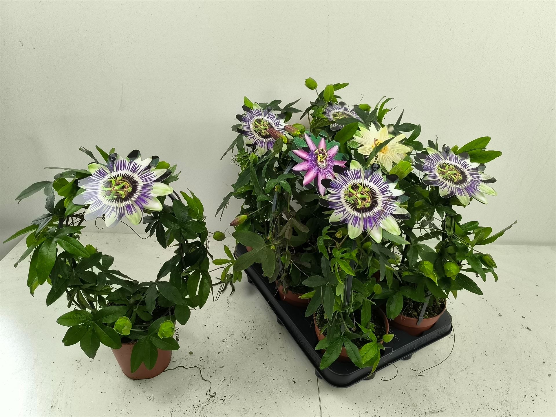 Bild på Krukväxter Passiflora  Bågform * 6