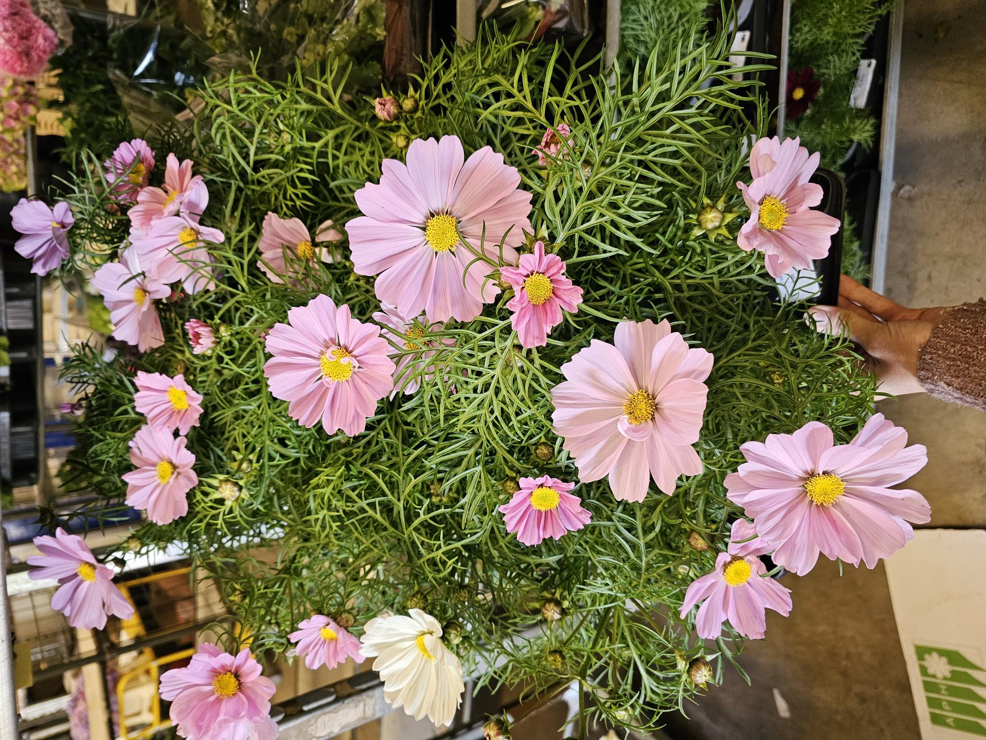 Bild på Krukväxter Cosmos Bipinnata *12
