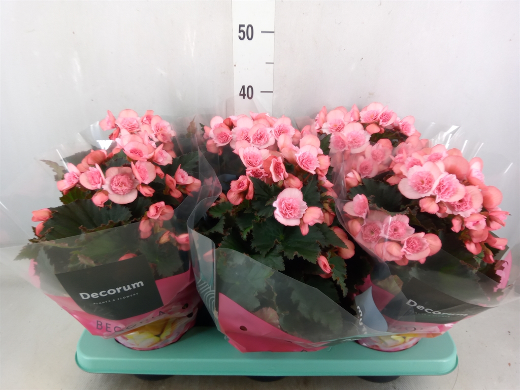 Bild på Krukväxter Begonia Elat. DU Pink *6