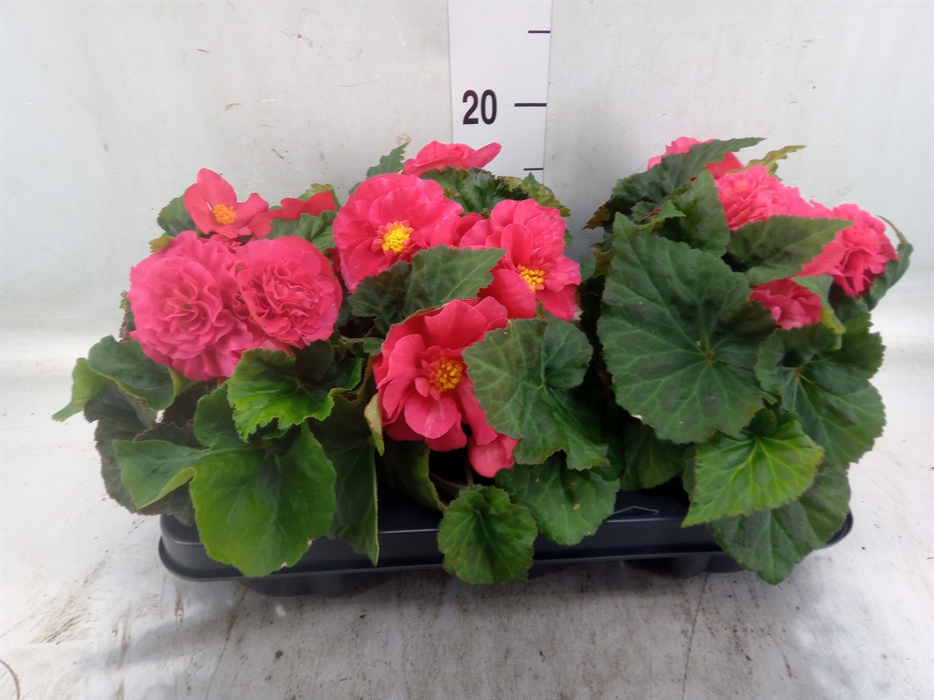 Bild på Krukväxter Begonia Roze *6