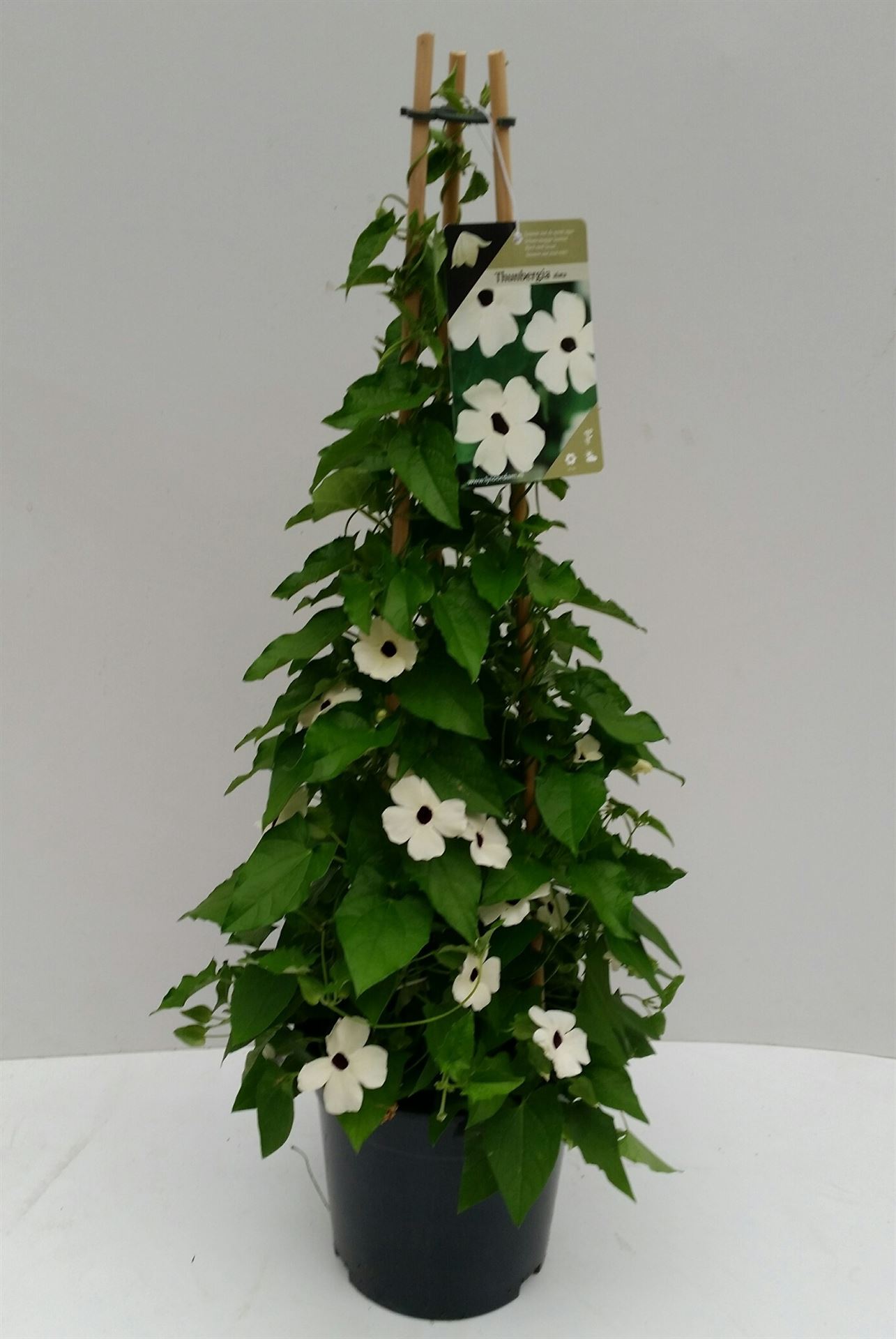 Bild på Krukväxter Thunbergia Nana 