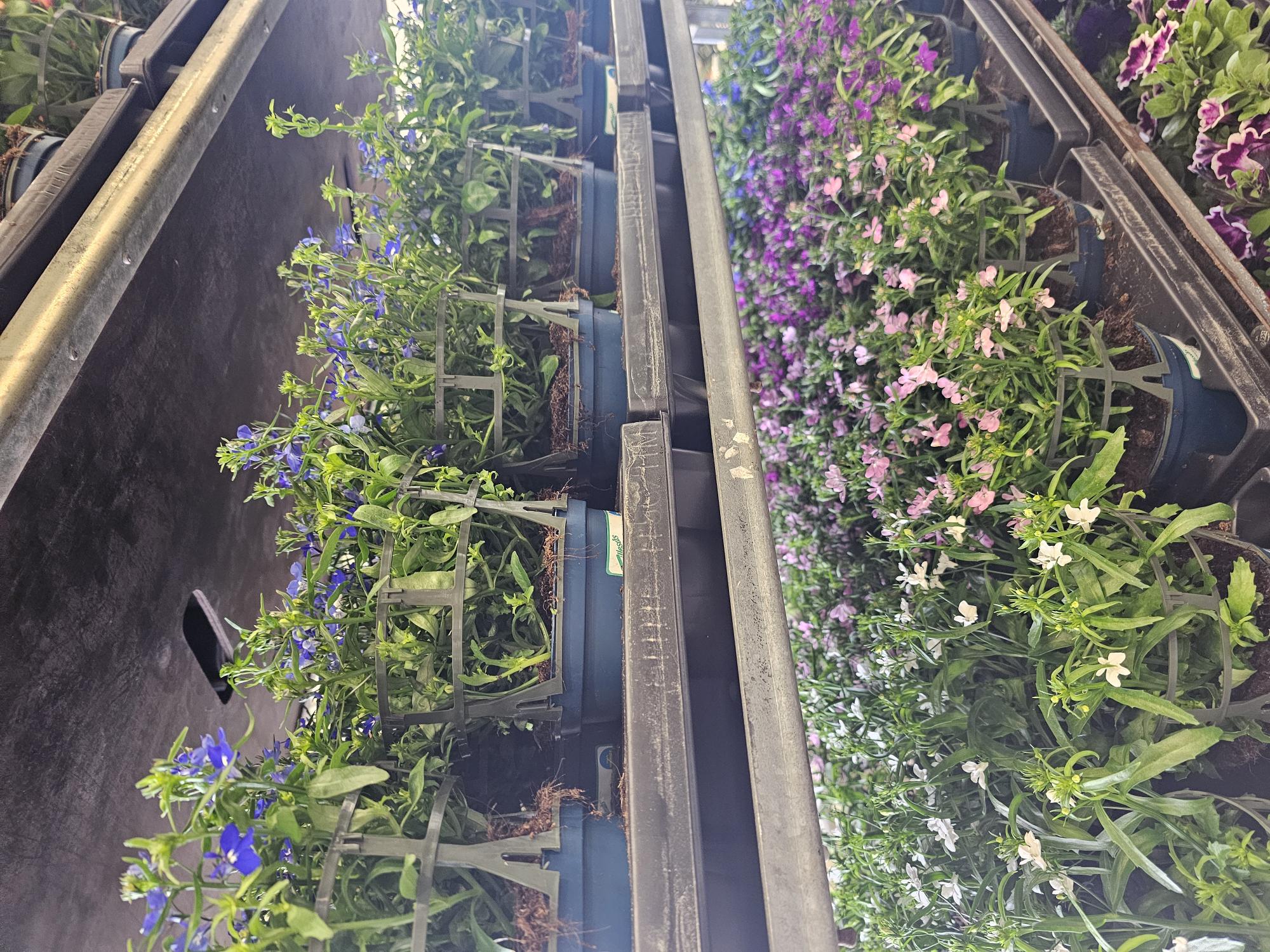 Bild på Krukväxter Lobelia *8 Frillesås