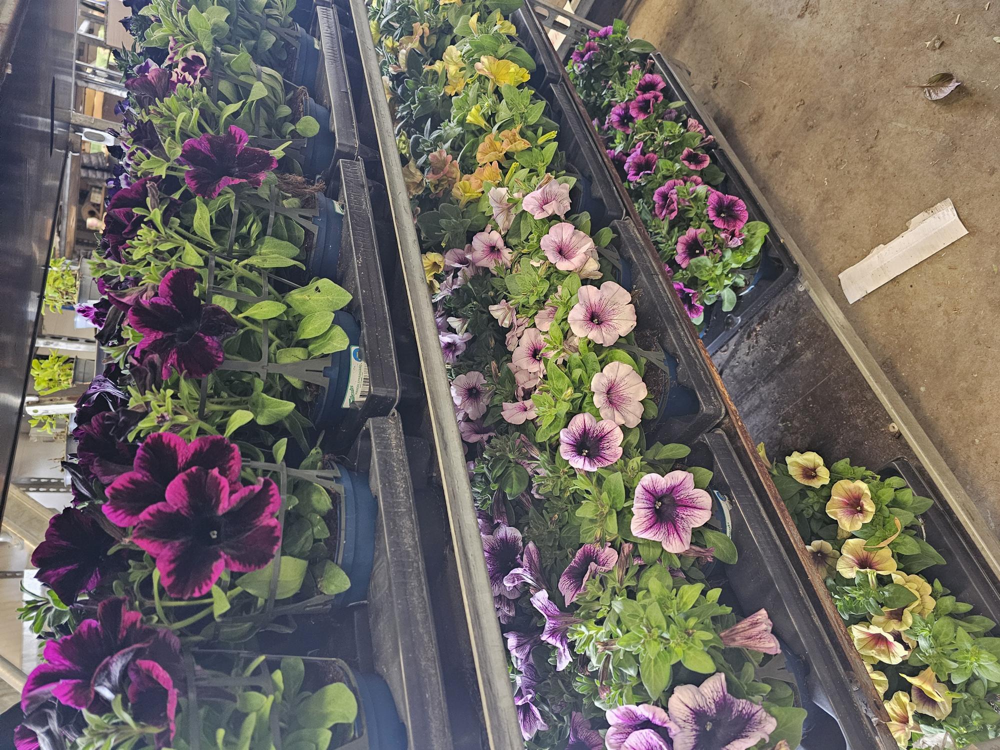 Bild på Krukväxter Petunia *8 Frillesås