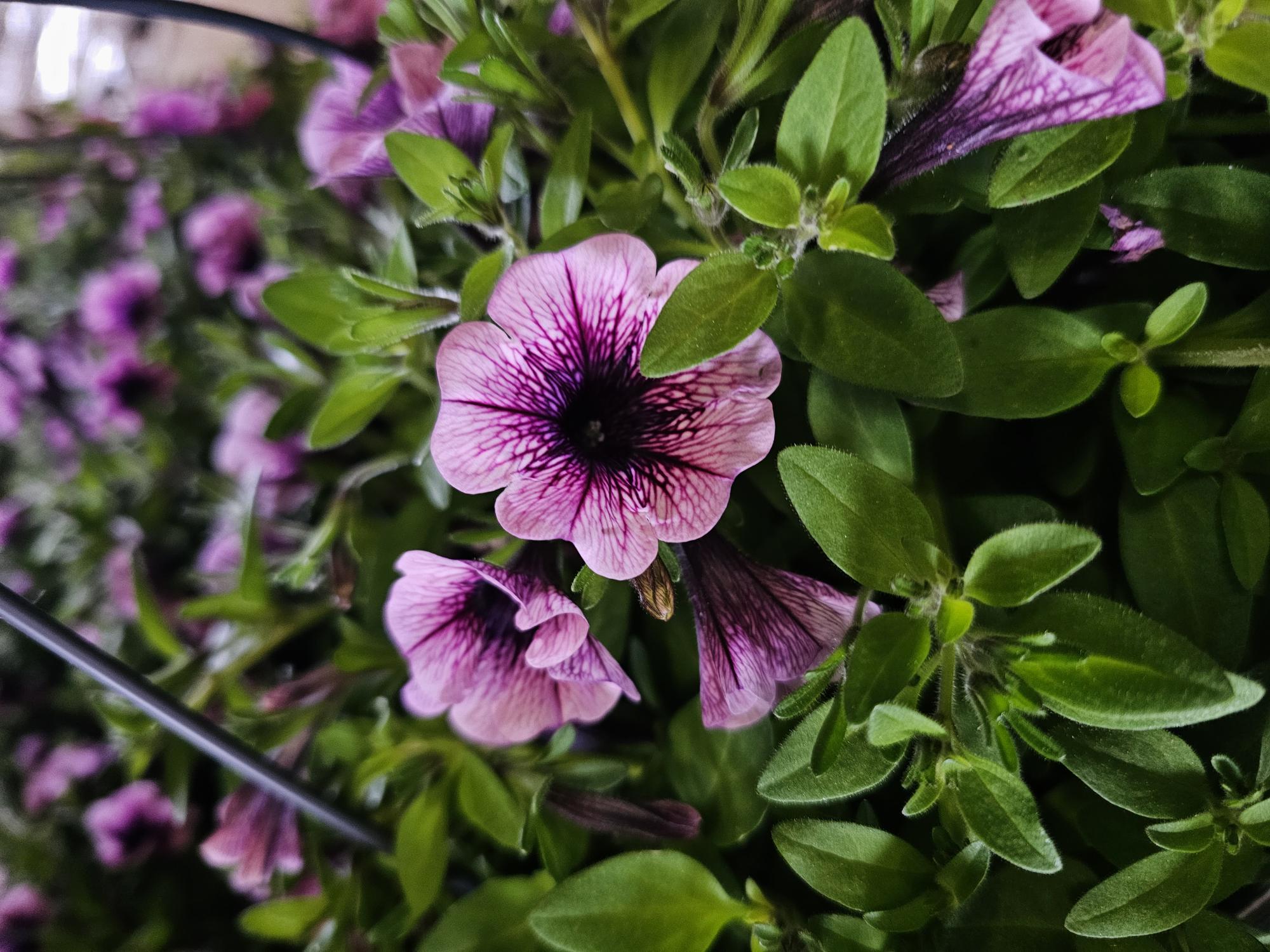 Bild på Krukväxter Petunia AMPEL Surfina Rose Vein *2