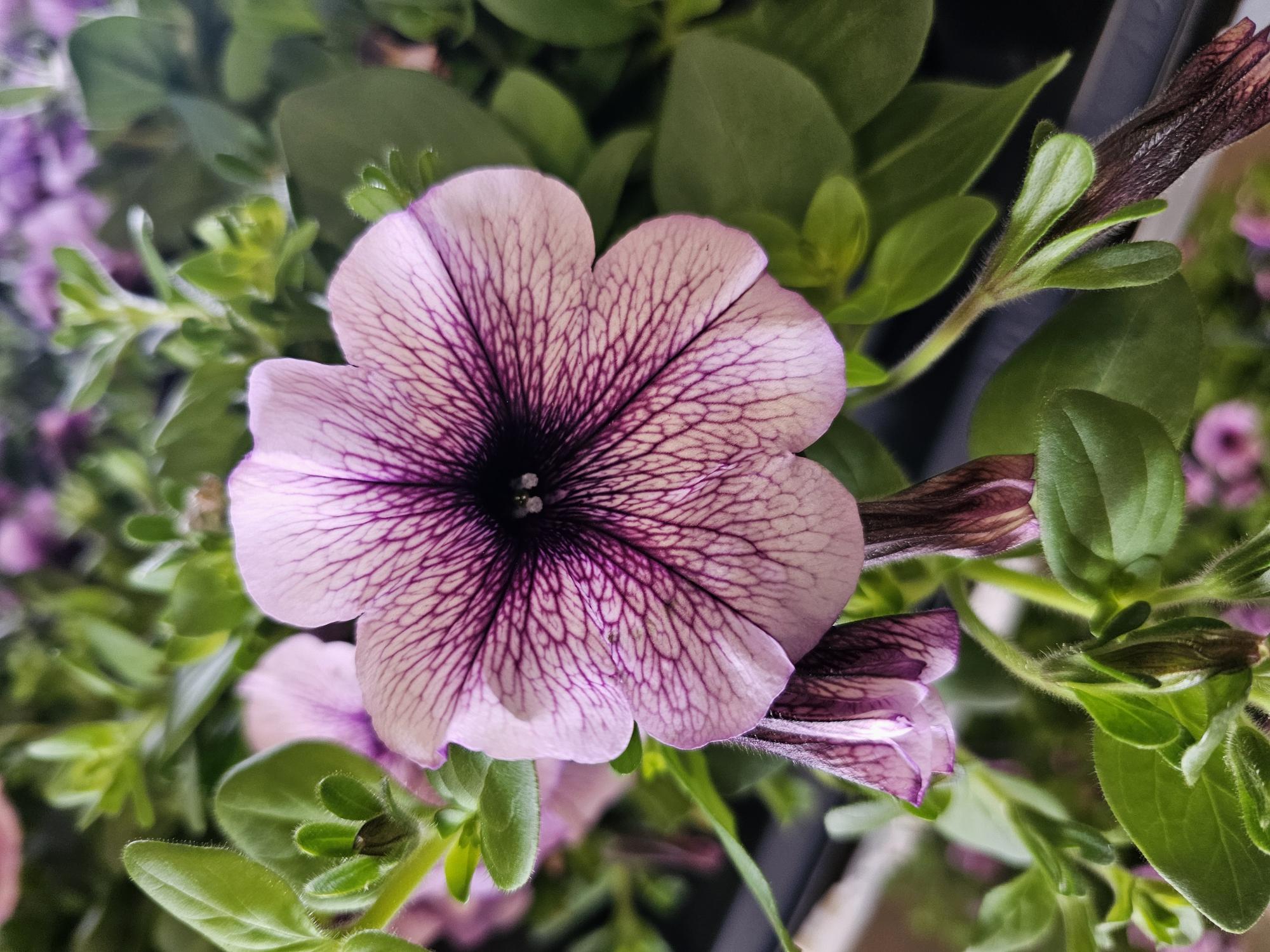 Bild på Krukväxter Petunia AMPEL Surfina Lavender Blush *2