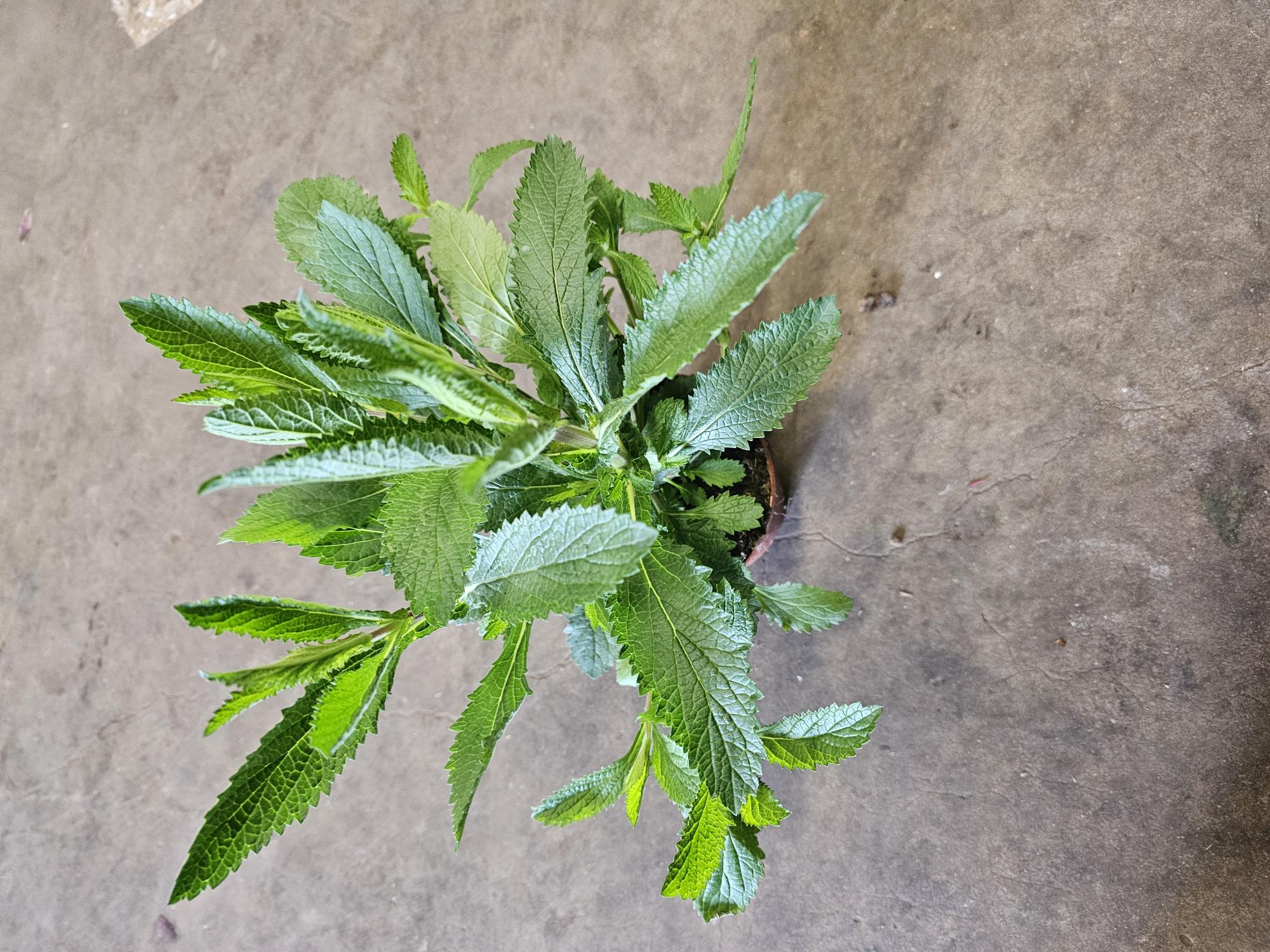 Bild på Krukväxter Verbena Bonariensis *10 Tygelsjö