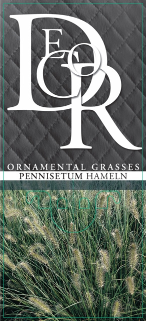 Bild på Gräs Pennisetum Hameln D19 X 2