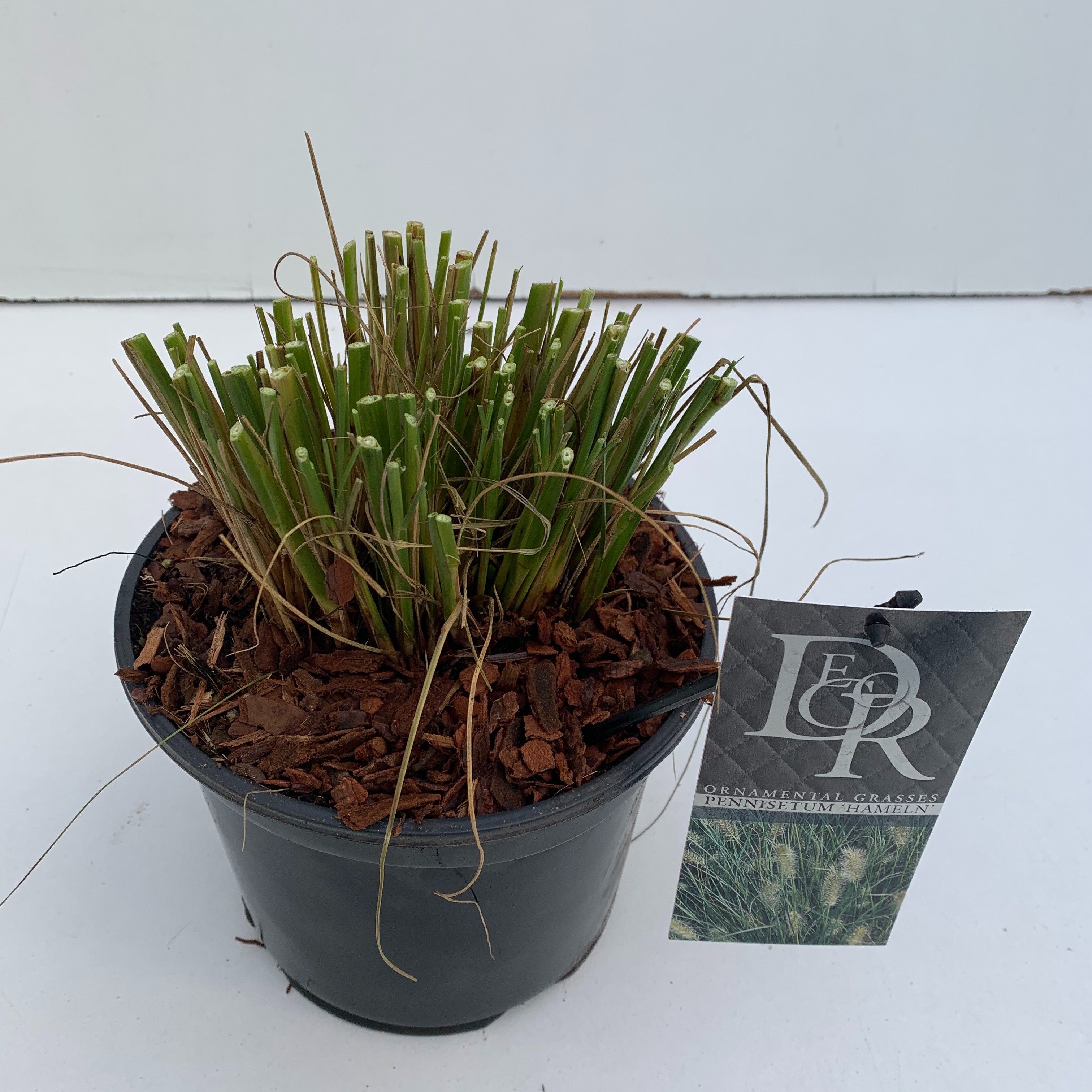 Bild på Gräs Pennisetum Hameln D19 X 2