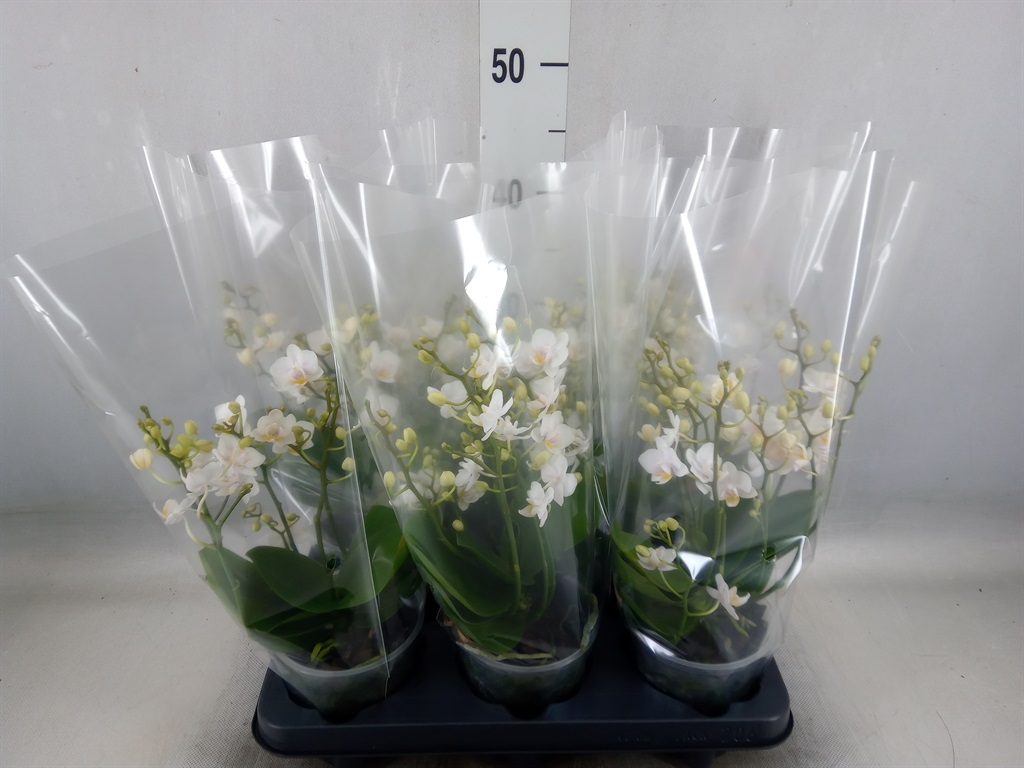 Bild på Phalaenopsis 3+Gr D12 X 6 Multi White Punch