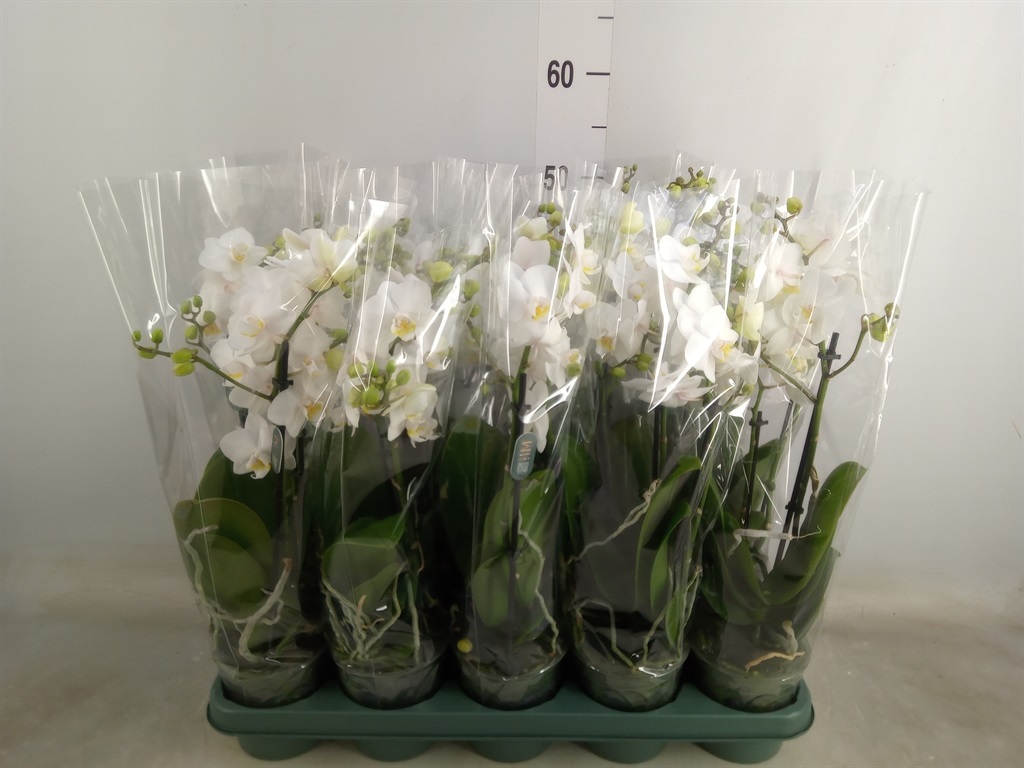Bild på Phalaenopsis 3Gr D12 X 10 Multi