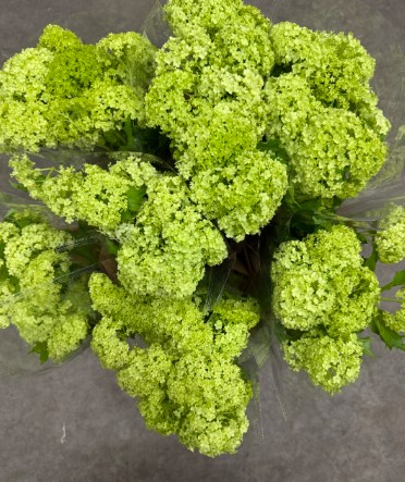 Bild på Viburnum Säljs/Bunt/Helhink